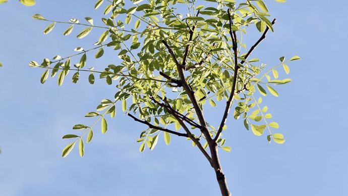 Trophée en arbres et arbustes : Robinia pseudoacacia ‘?Mimosifolia’, présenté par la pépinière J.B. Hennebelle de Boubers-sur-Canche (62).